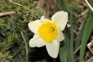 daffodil