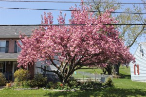 cherry tree