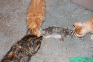 IMG_9637 (Large)